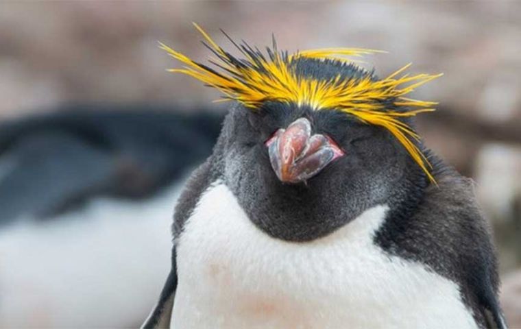  Rockhoppers are much smaller and are, in fact, the smallest penguin that nests in the Falkland Islands. 