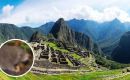 Machu Picchu’s 35,000-hectare sanctuary hosts diverse wildlife