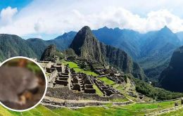 Machu Picchu’s 35,000-hectare sanctuary hosts diverse wildlife