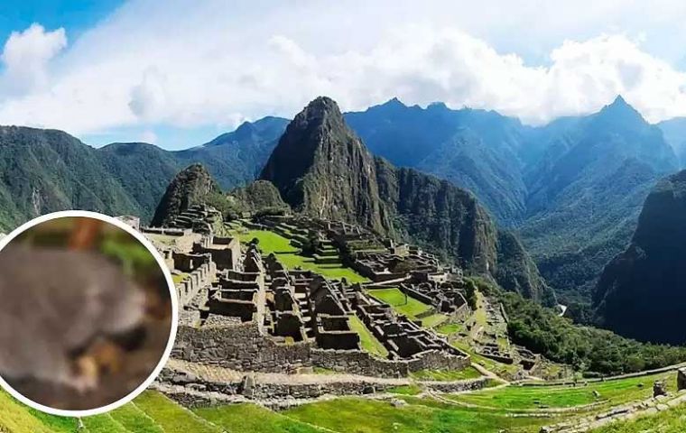 Machu Picchu’s 35,000-hectare sanctuary hosts diverse wildlife