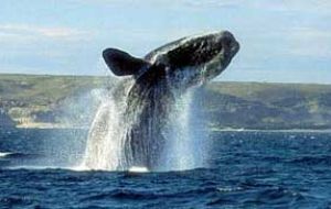 <A HREF=“http://www.chubut.gov.ar/ballenas/en/index.php?secc=/”>Vigil of the Whales alive</A>