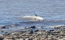 Although unusual, it was not the first time a dead whale turned up dead in Vicente López