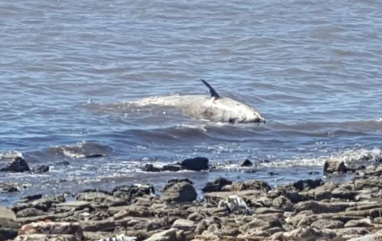 Although unusual, it was not the first time a dead whale turned up dead in Vicente López