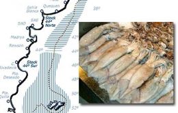 Low prices and a glut on the market for Illex squid has made it unprofitable for the time being