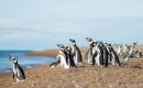 “Seeing them swim freely again, after weeks of care, effort, and love, is the moment that reminds us why we do what we do,” Socobioma said on social media