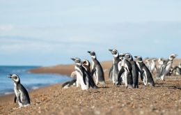 “Seeing them swim freely again, after weeks of care, effort, and love, is the moment that reminds us why we do what we do,” Socobioma said on social media