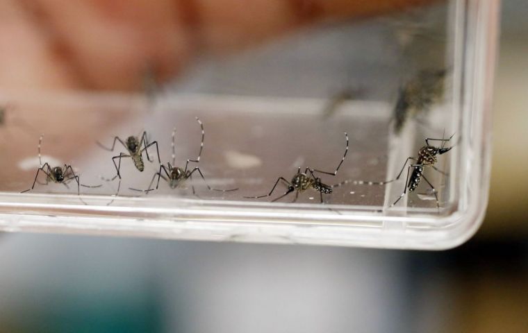 Scientists breed Aedes aegypti mosquitoes infected with Wolbachia strains, resulting in a kind less able to spread diseases to humans after mating with the regular population