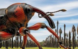 Rhynchophorus ferrugineus stems from Asia and has not been found anywhere else in South America (Pic ORT)