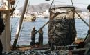 The study published by Science, “Little-to-no industrial fishing occurs in fully and highly protected marine areas”: