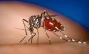 Five people have died so far this year from the disease