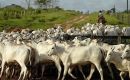 Paraguay's beef exports are expanding rapidly