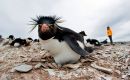 As cruise season approaches, FIG’s Environment Department and the Tourist Board set guidelines for operators to ensure a positive experience for visitors and penguins  