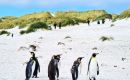 As cruise season approaches, FIG’s Environment Department and the Tourist Board set guidelines for operators to ensure a positive experience for visitors and penguins  