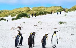As cruise season approaches, FIG’s Environment Department and the Tourist Board set guidelines for operators to ensure a positive experience for visitors and penguins  