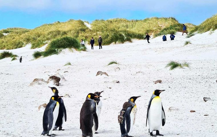 As cruise season approaches, FIG’s Environment Department and the Tourist Board set guidelines for operators to ensure a positive experience for visitors and penguins  
