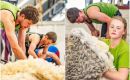 Winners will share a prize fund of £16,000, split between shearing and wool handling categories. An official reception at Government House will mark the occasion
