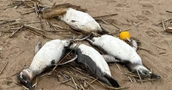 Brazil: Over 350 dead Magellanic penguins found