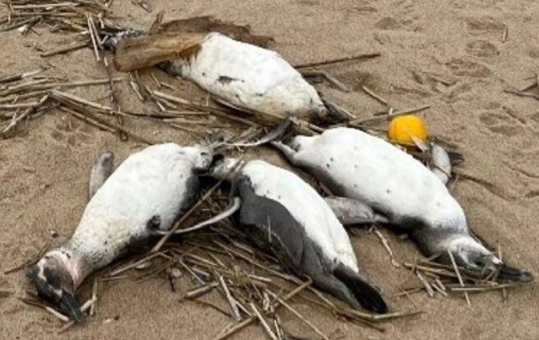 The birds were in such a state of decomposition that it was impossible to determine their cause of death