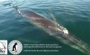 Darwin Plus, under ODA has benefited and included the Falkland Islands with 43 programs, helping with resources to manage them 