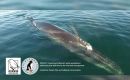 Darwin Plus, under ODA has benefited and included the Falkland Islands with 43 programs, helping with resources to manage them 