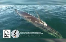 Darwin Plus, under ODA has benefited and included the Falkland Islands with 43 programs, helping with resources to manage them 