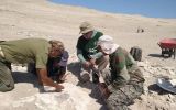 The fossil was found two years ago, but is to be removed from a thick rock in the coming days
