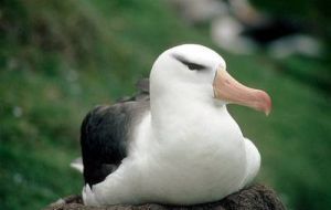 Around 60% of the world's Black-browed Albatrosses breed in the Falkland Islands