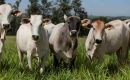 The FAO Meat Price Index reached an new all-time high, led by rising international bovine meat prices, underpinned by strong demand in US and China