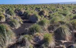  Some of the eroded shore line in islands of the archipelago recovered with Tussock grass tufts