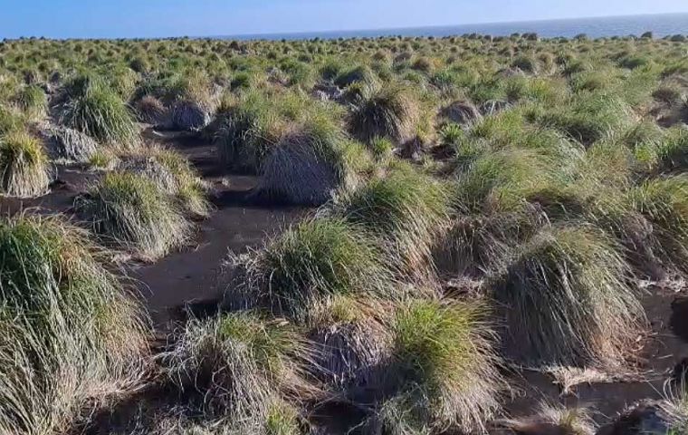 Some of the eroded shore line in islands of the archipelago recovered with Tussock grass tufts