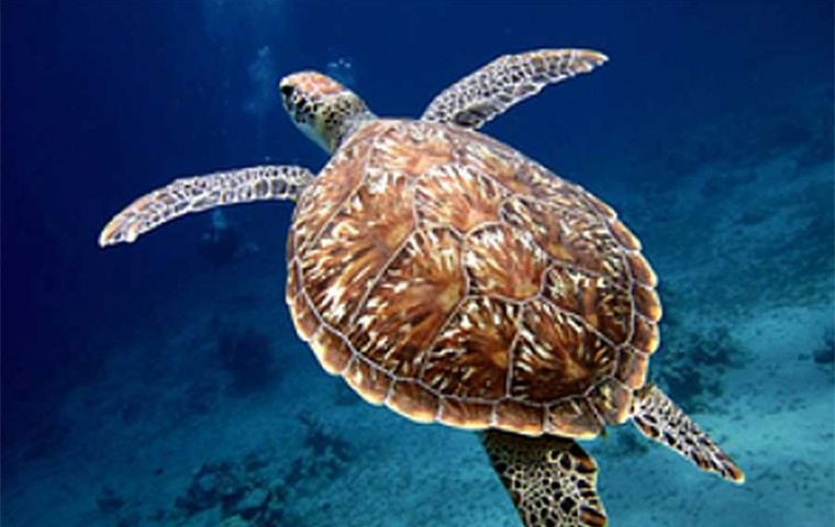 This historic treaty will safeguard some of the ocean’s most vulnerable habitats and marine life, and help protect 30% of the ocean by 2030 as part of the UK Plan for Change.