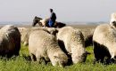 The sheep meat market is also holding strong 