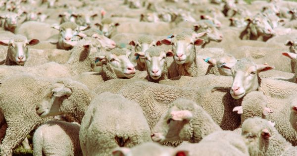 Uruguay's wool sector is going through a boom