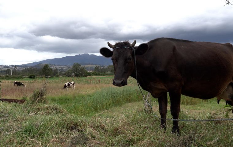 Abundant supplies of wheat, corn and vegetable oils are forcing prices down