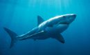 The Southwest Atlantic is a critical region for marine biodiversity