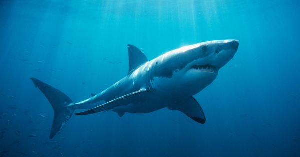 South Atlantic Shark Conservation Initiative announced