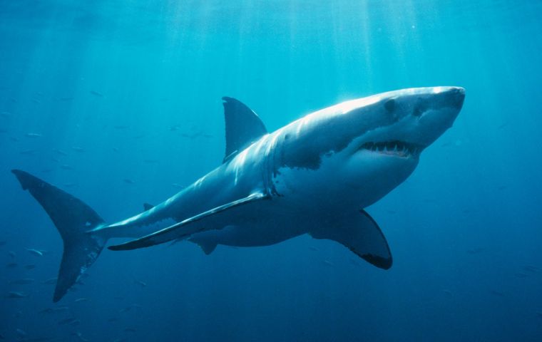 The Southwest Atlantic is a critical region for marine biodiversity