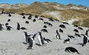 Given the proximity of the affected colony to Stanley, the density of wildlife in the area,  Yorke Bay Gentoo colony is closed to public access and is declared an infected place.