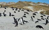 Given the proximity of the affected colony to Stanley, the density of wildlife in the area,  Yorke Bay Gentoo colony is closed to public access and is declared an infected place.