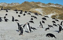 Given the proximity of the affected colony to Stanley, the density of wildlife in the area,  Yorke Bay Gentoo colony is closed to public access and is declared an infected place.