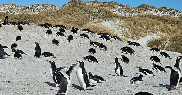 Falklands’ avian influenza, Yorke Bay Gentoo Colony closed to Public Access