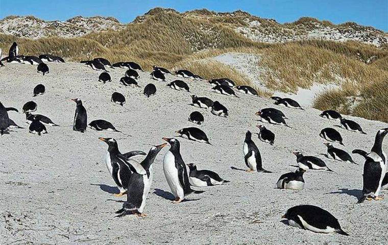Given the proximity of the affected colony to Stanley, the density of wildlife in the area,  Yorke Bay Gentoo colony is closed to public access and is declared an infected place.