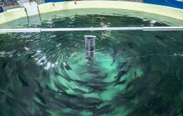 Salmon floating pens at sea where fish is grown
