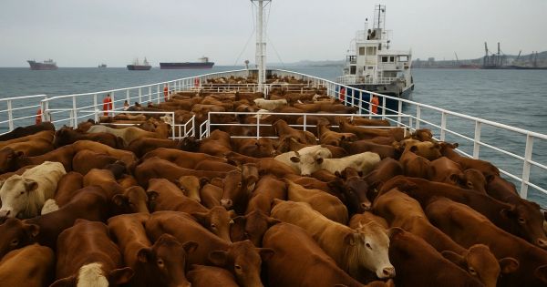 Uruguayan cows stranded off Türkiye due to certification issues