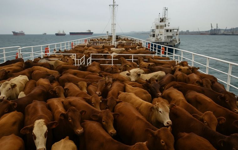 The incident is a commercial dispute, not a diplomatic conflict, but many cows have died in the meantime