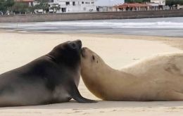 Newly born pup Francine, at a beach in Piriapolis along the Uruguayan coast line