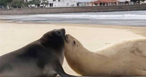Avian flu decimates seal elephant population in South Georgia; few survivors emerge in Uruguayan beaches