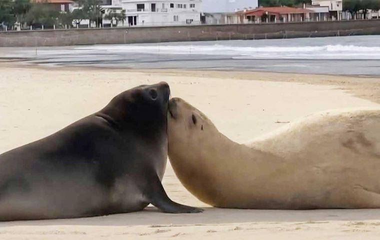 Newly born pup Francine, at a beach in Piriapolis along the Uruguayan coast line  