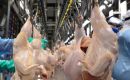 Albania remains the main destination of Paraguayan poultry shipments