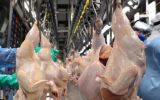 Albania remains the main destination of Paraguayan poultry shipments